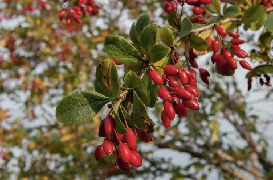 Ramo de Berberis
